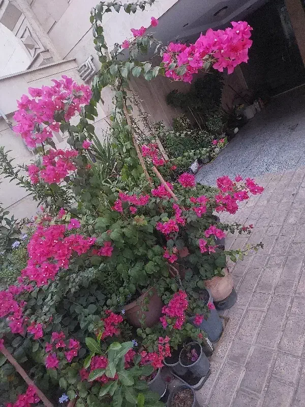 گلهای کاغذی صورتی رنگ بسیار زیبا|گل و گیاه طبیعی|تهران, شهرک آزادی|دیوار