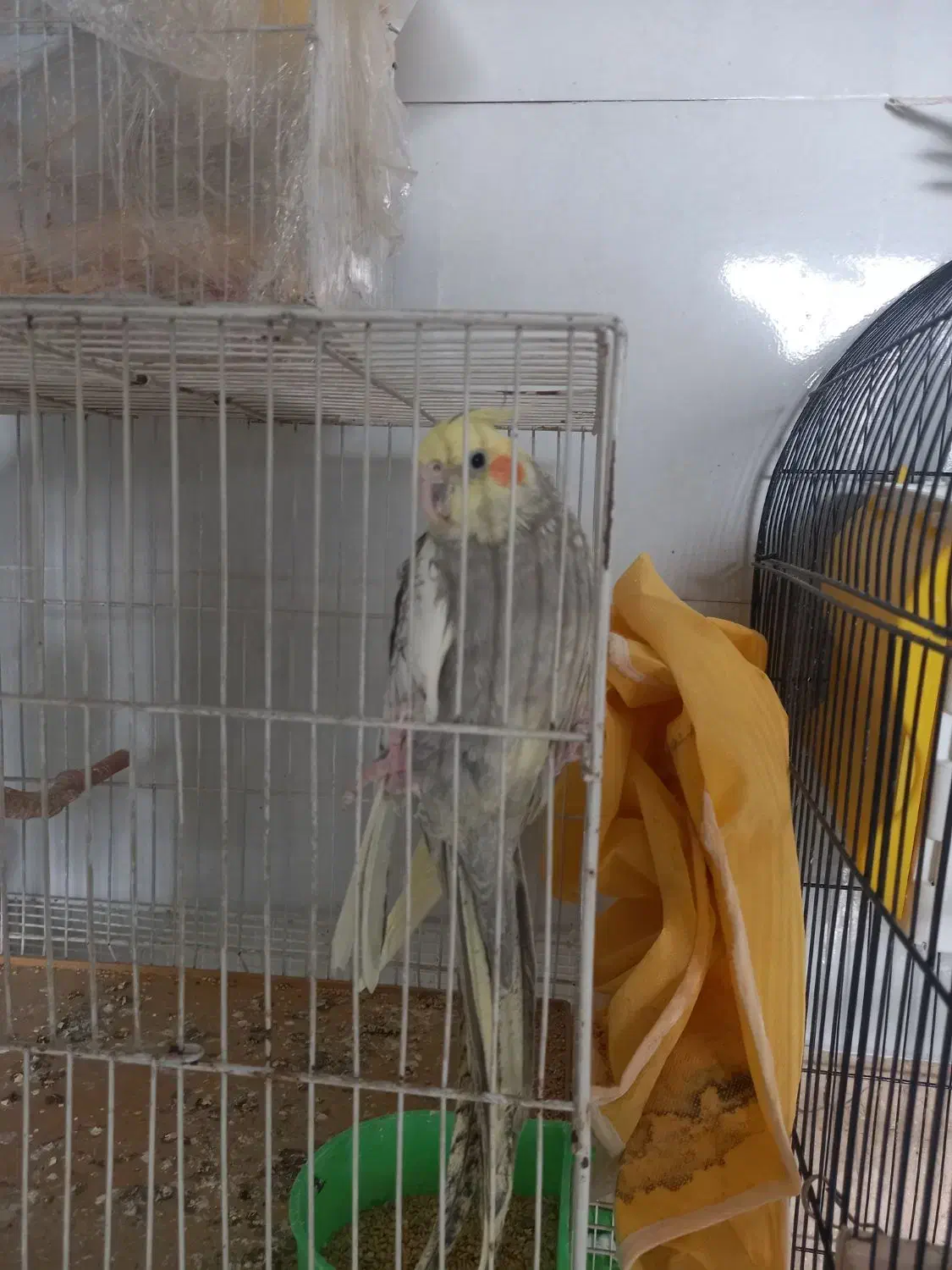 عروس هلندی جفت|پرنده|مشهد, باغ فراگرد|دیوار