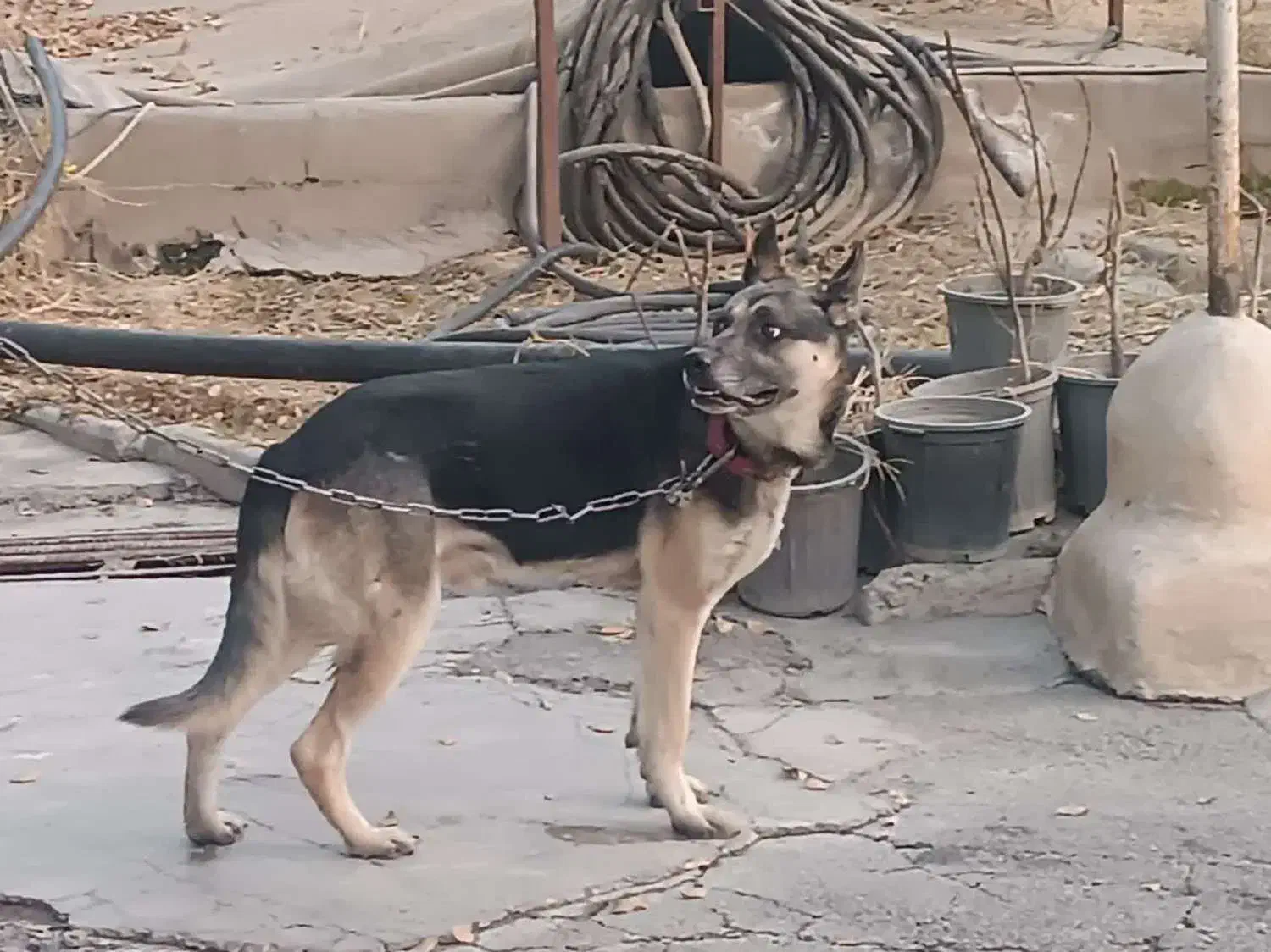 سگ نژاددار|سگ|شهریار, شهرک بهاران (ویره)|دیوار