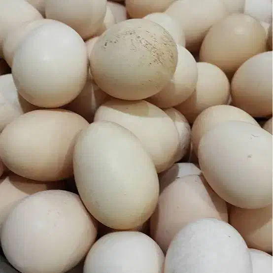 تخم مرغ رسمی|خوردنی و آشامیدنی|آشتیان, |دیوار