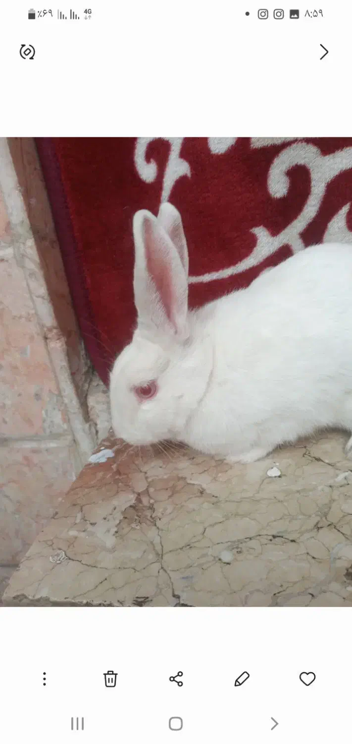 خرگوش بازیگوش|موش و خرگوش|مشهد, شهید قربانی|دیوار