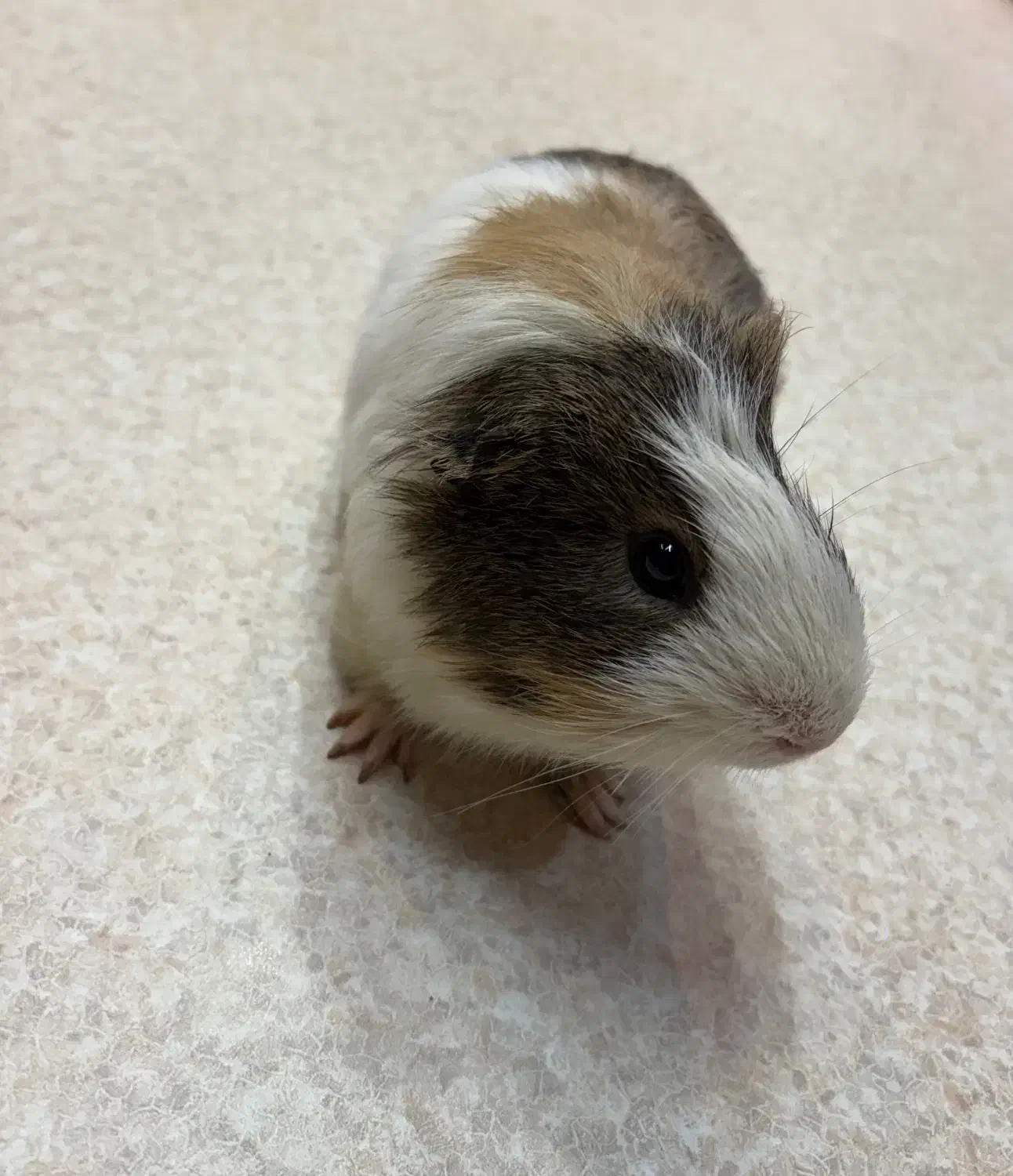 خوکچه هندی ناز و دستی|موش و خرگوش|تهران, فلسطین (میدان انقلاب)|دیوار