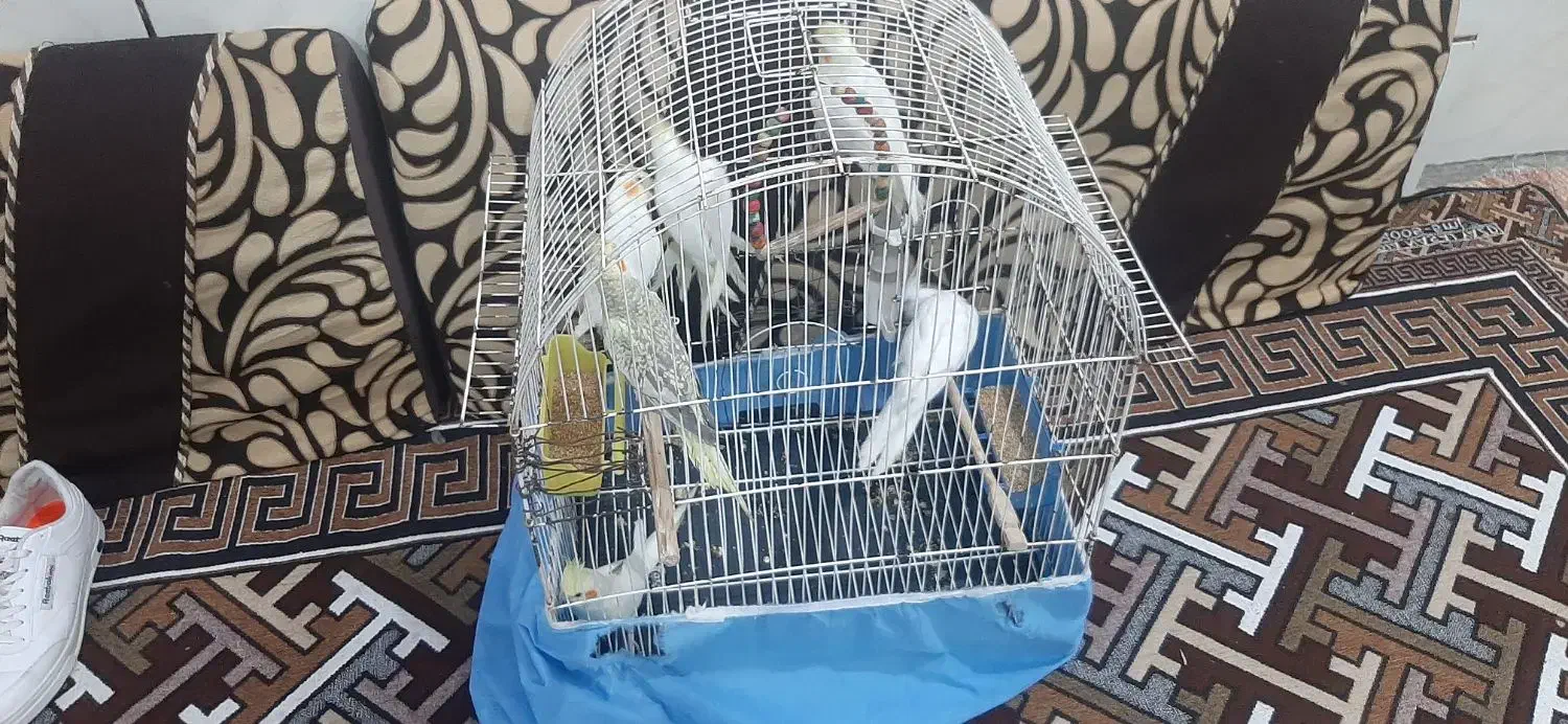 عروس هلندی نر و ماده|پرنده|چمران, |دیوار