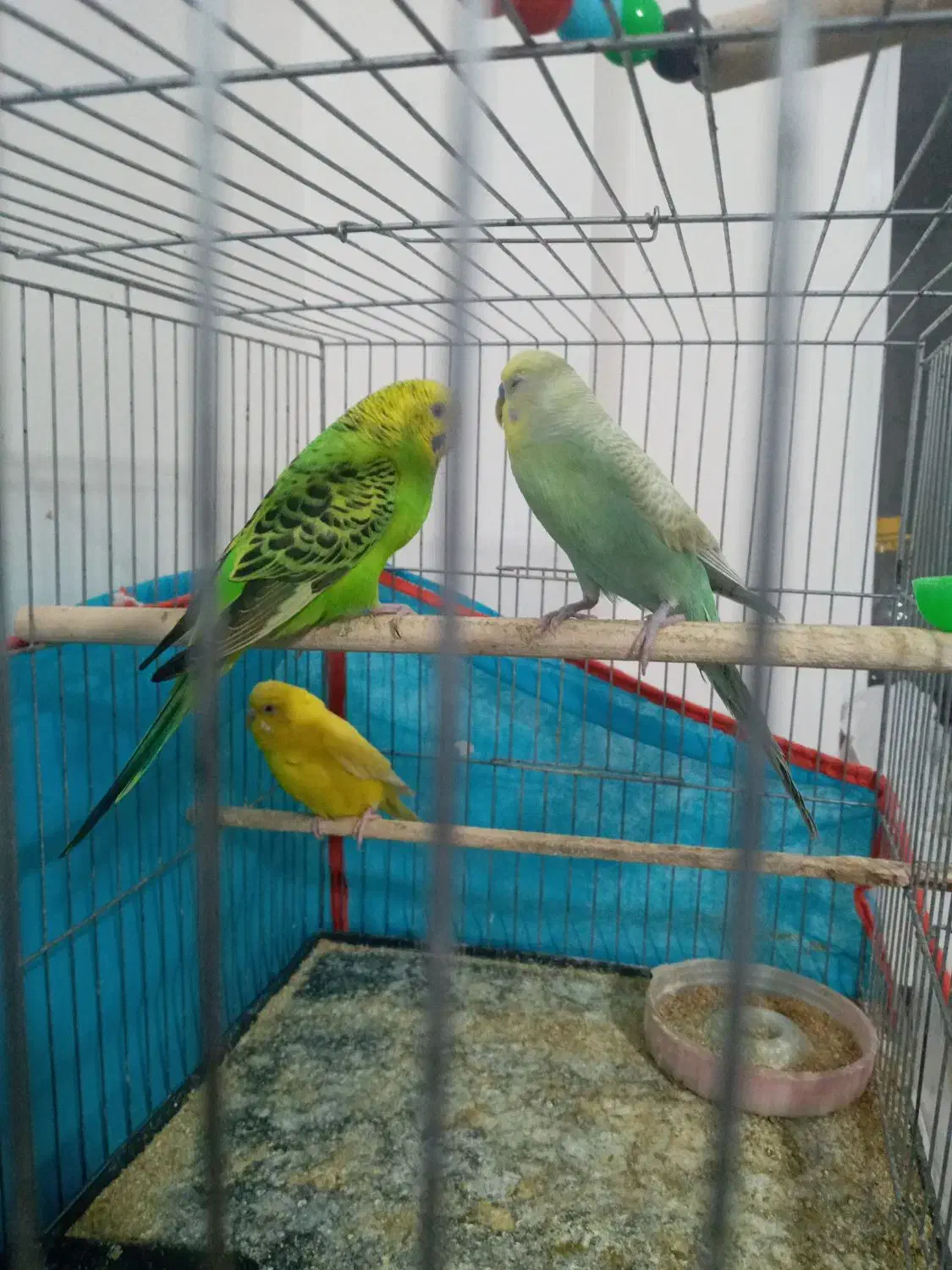 سه عدد مرغ عشق مناسب برای جوجه کشی|پرنده|جغتای, |دیوار