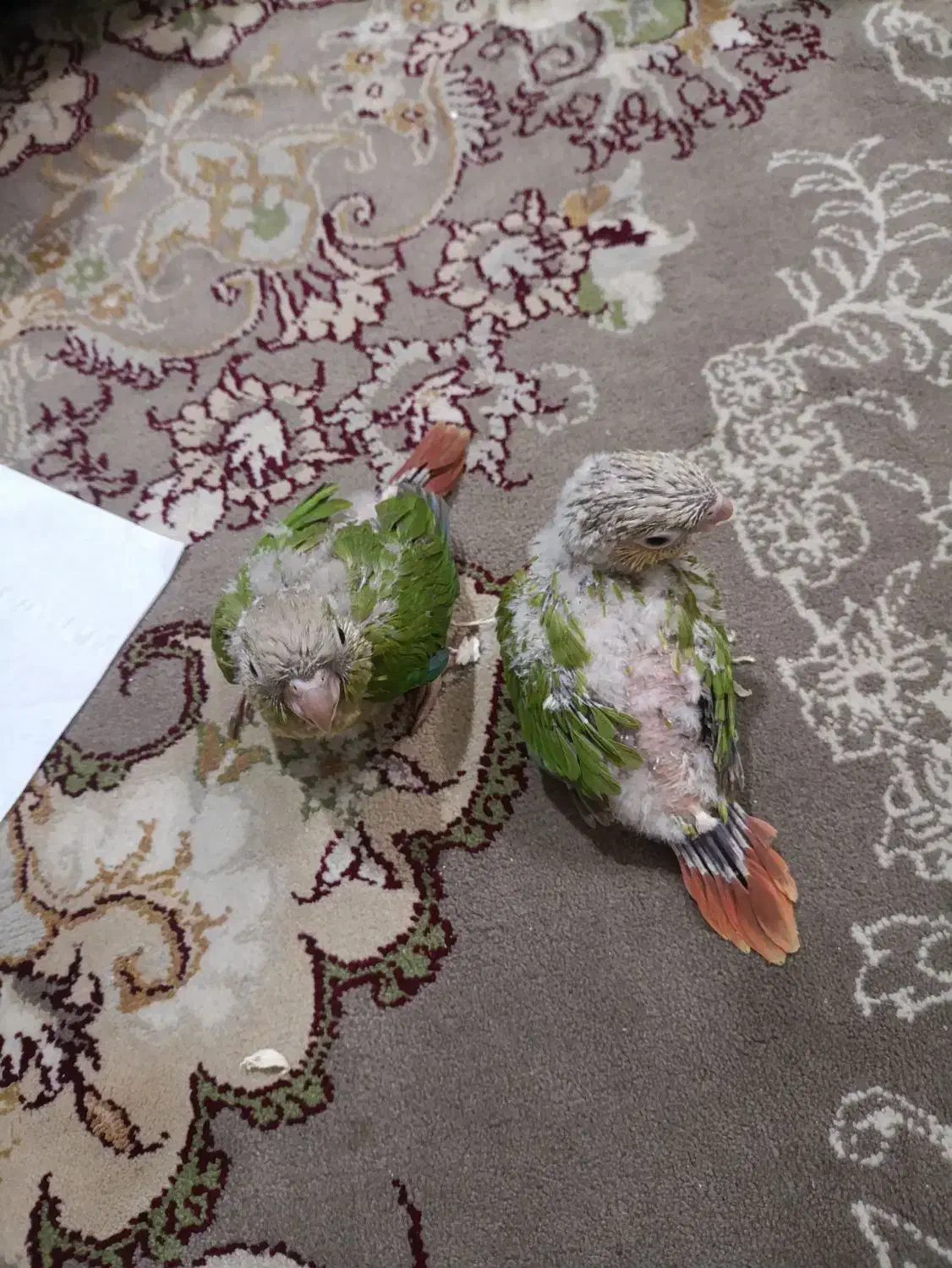 جوجه گرینچیک|پرنده|چهاردانگه (تهران), |دیوار