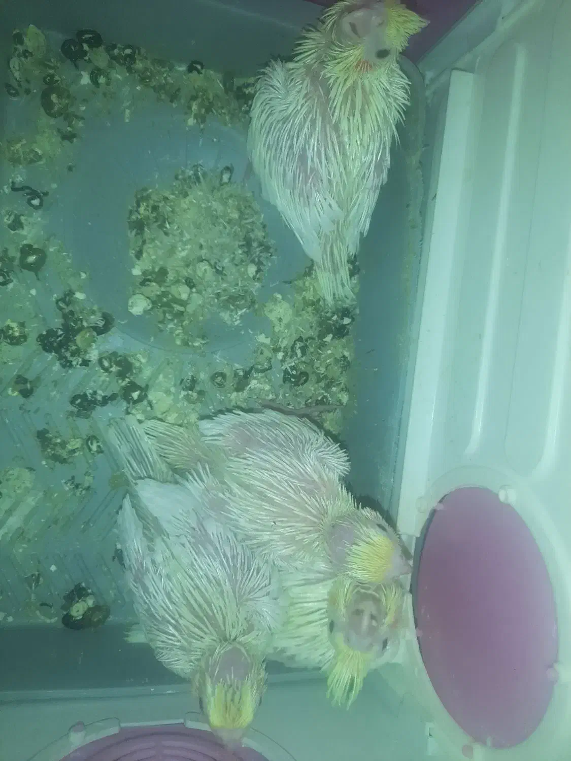 چهارعددجوجه سرلاکی|پرنده|بهشهر, |دیوار