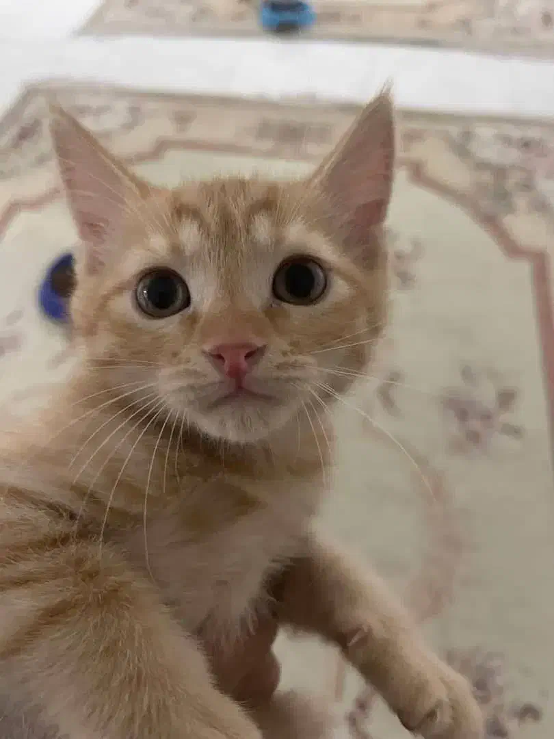 واگذاری رایگان بچه گربه تحتنظرانجمنحمایتازحیوانات|گربه|زاهدان, |دیوار