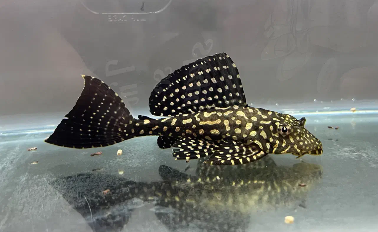 لجن خوار اسپرت مناسب همه آکواریوم ها|ماهی|خوی, |دیوار