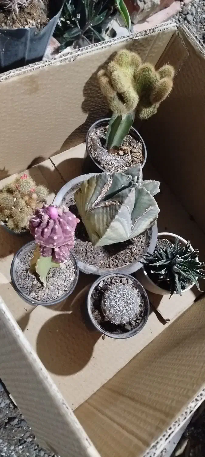 پک کاکتوس های کلکسیونی|گل و گیاه طبیعی|خسروشاه, |دیوار