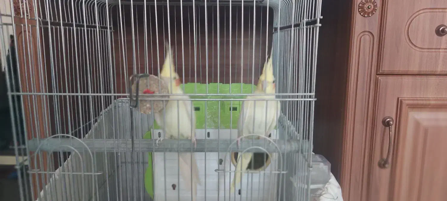 عروس هلندی|پرنده|قم, بنیاد|دیوار