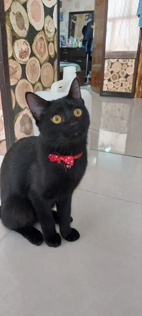 واگذاری گربه مشکی|گربه|شیراز, اصلاحنژاد|دیوار