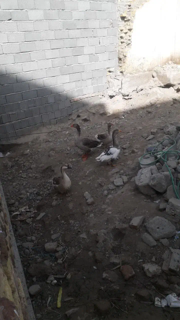 غاز|حیوانات مزرعه|نیر (اردبیل), |دیوار