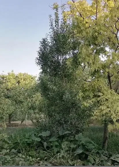 زمین باغ در روستای با صفای تار جاده کشه|فروش زمین و ملک کلنگی|نطنز, |دیوار