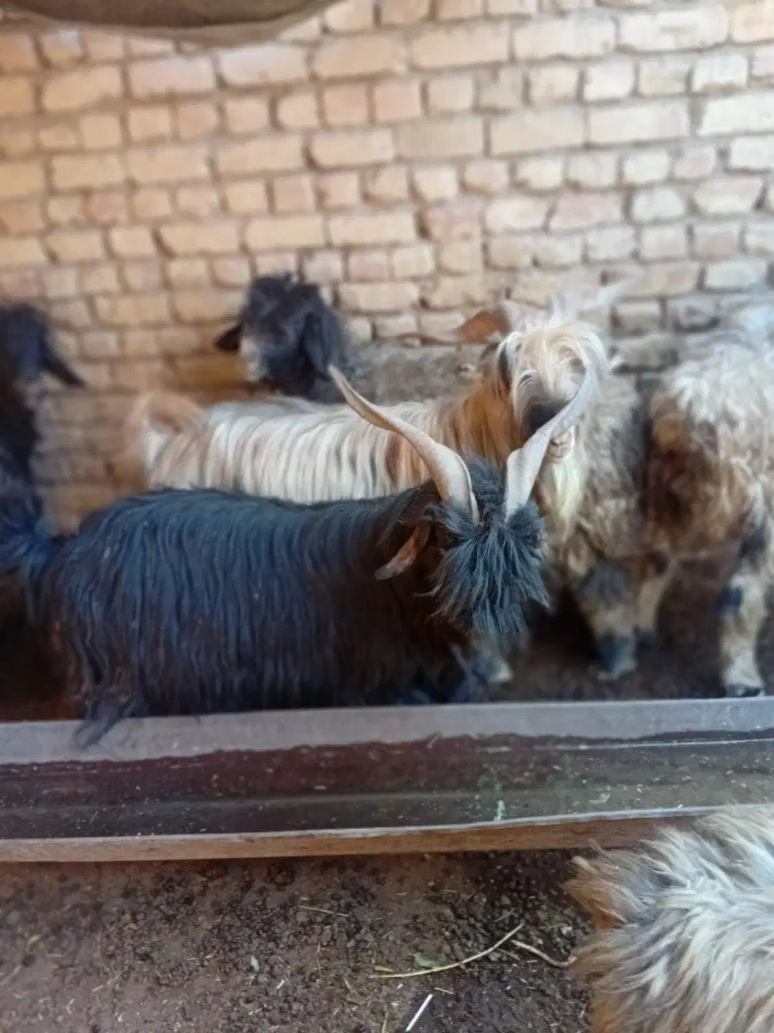 دوبر|حیوانات مزرعه|لنجان, |دیوار