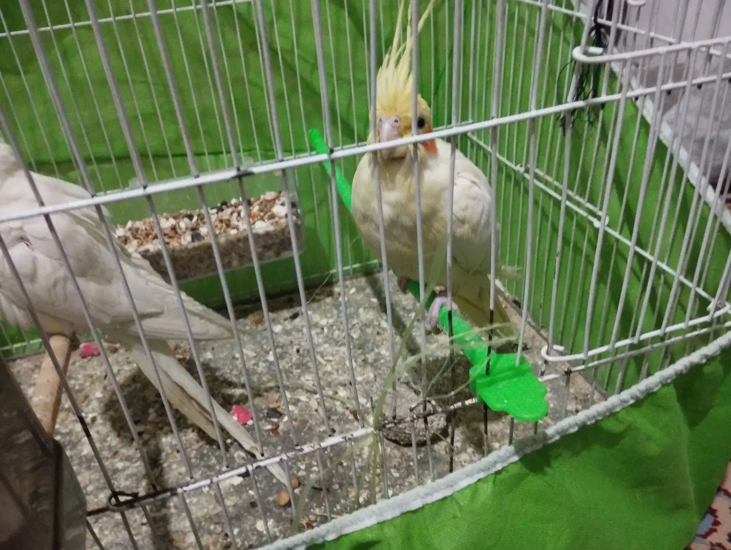 یک جفت عروس هلندی با جوجه لتینو|پرنده|مشهد, کوی المهدی|دیوار