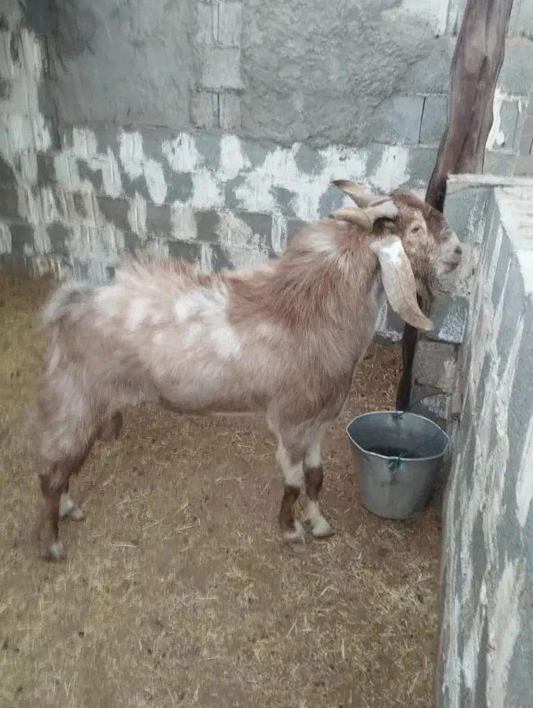 پازن نر جوان|حیوانات مزرعه|آبپخش, |دیوار