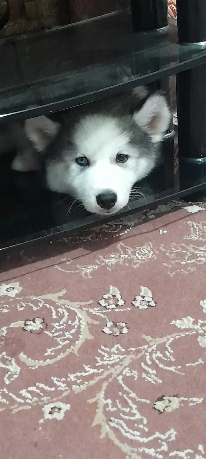 دوتا سگ نژاد هاسکی|سگ|چهارباغ, |دیوار