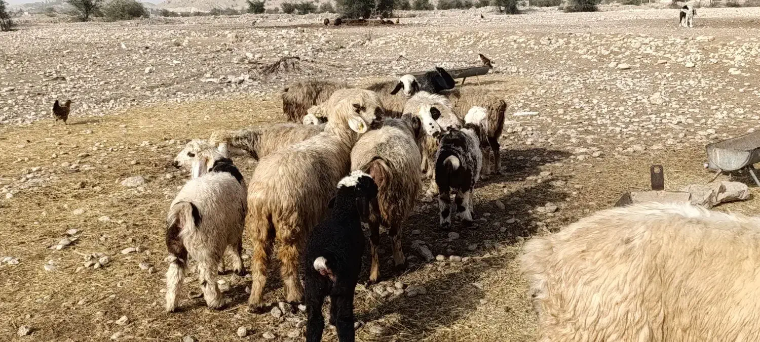 شیشک و میش بره دار و آبستن گلون|حیوانات مزرعه|جره و بالاده, |دیوار