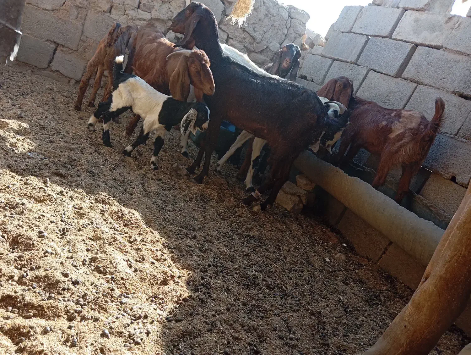 بز فروشی|حیوانات مزرعه|هیرمند, |دیوار