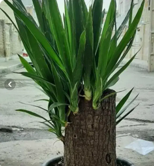 حراج یوکا و شمشاد طلایی|گل و گیاه طبیعی|کتالم و سادات شهر, |دیوار