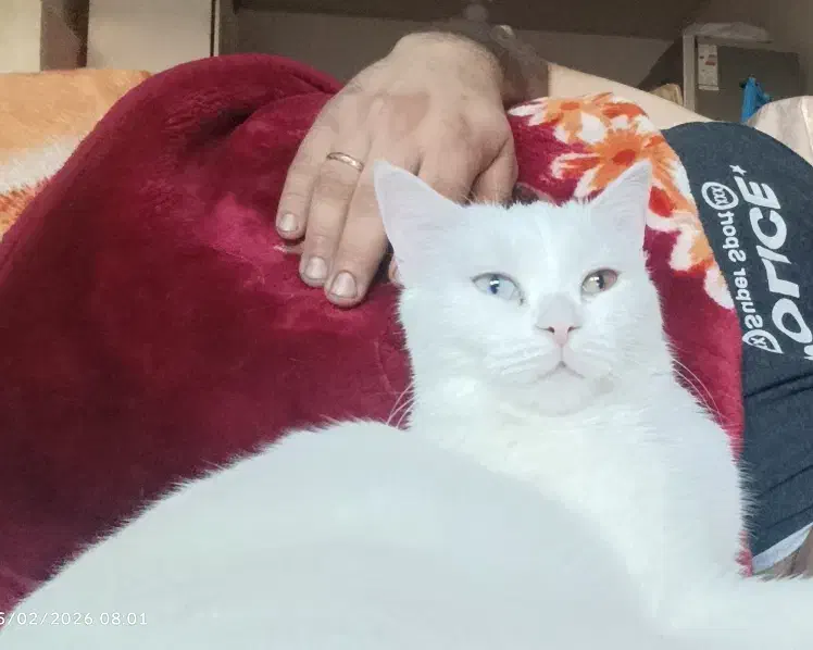 گربه ماده|گربه|تبریز, |دیوار