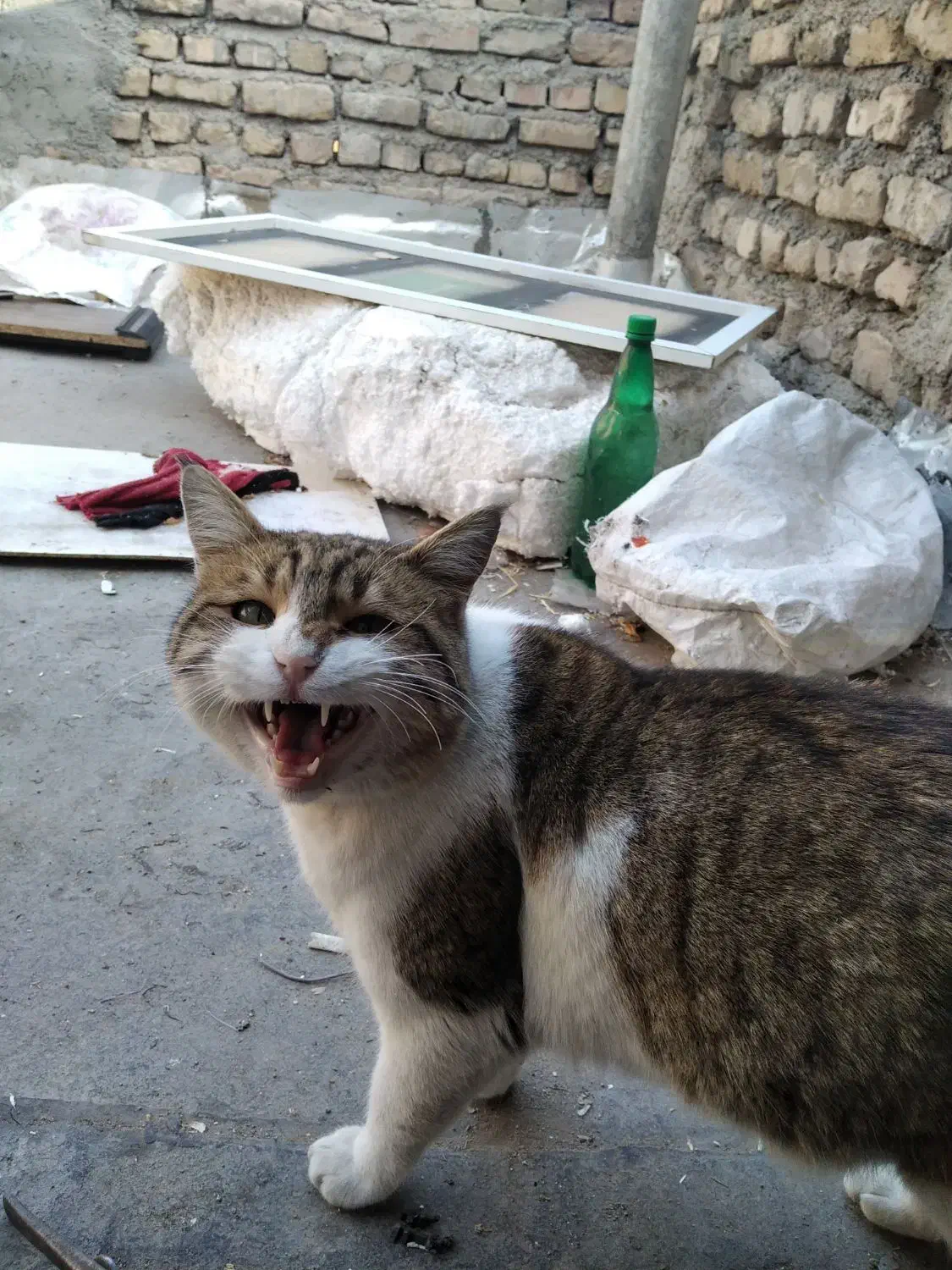 گربه ملوس|گربه|زنجان, |دیوار