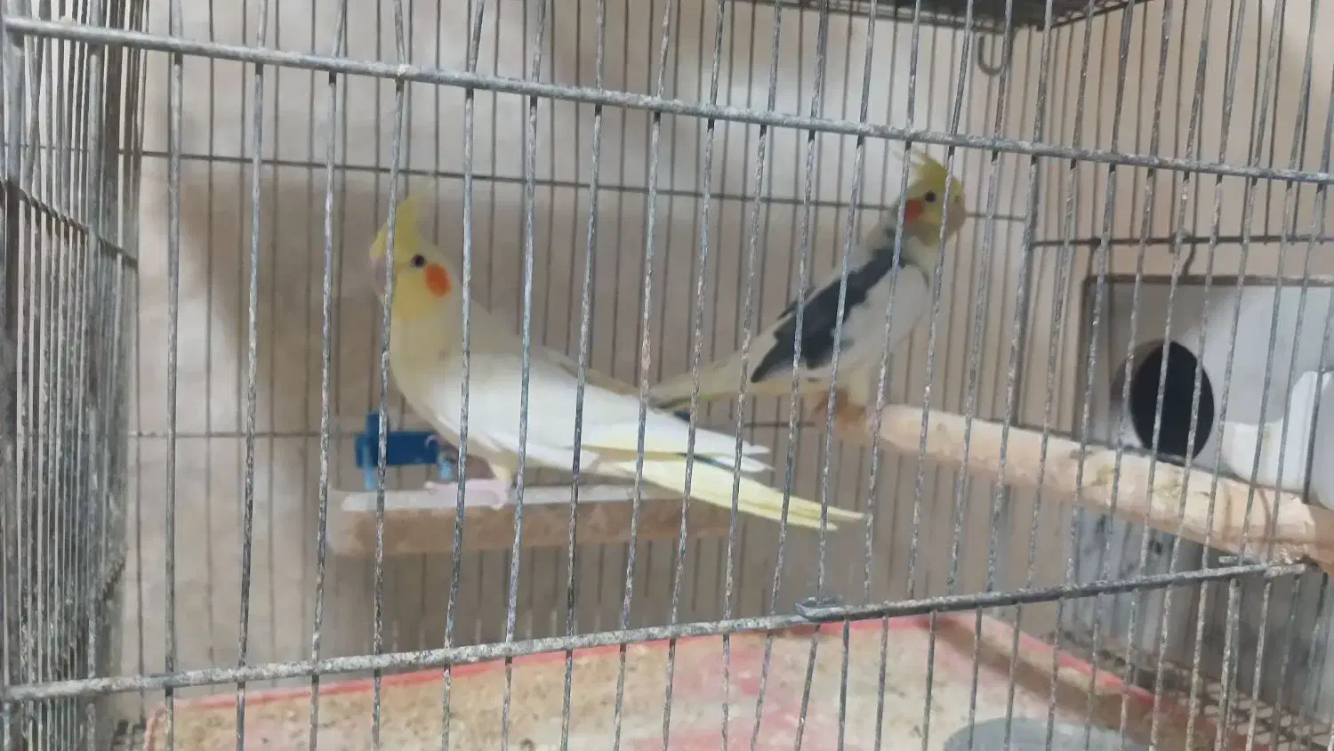 عروس و کوتوله|پرنده|اردستان, |دیوار