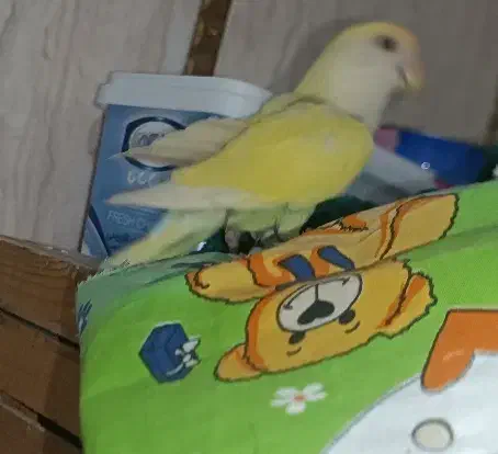 یک جفت کوتوله|پرنده|زهک, |دیوار