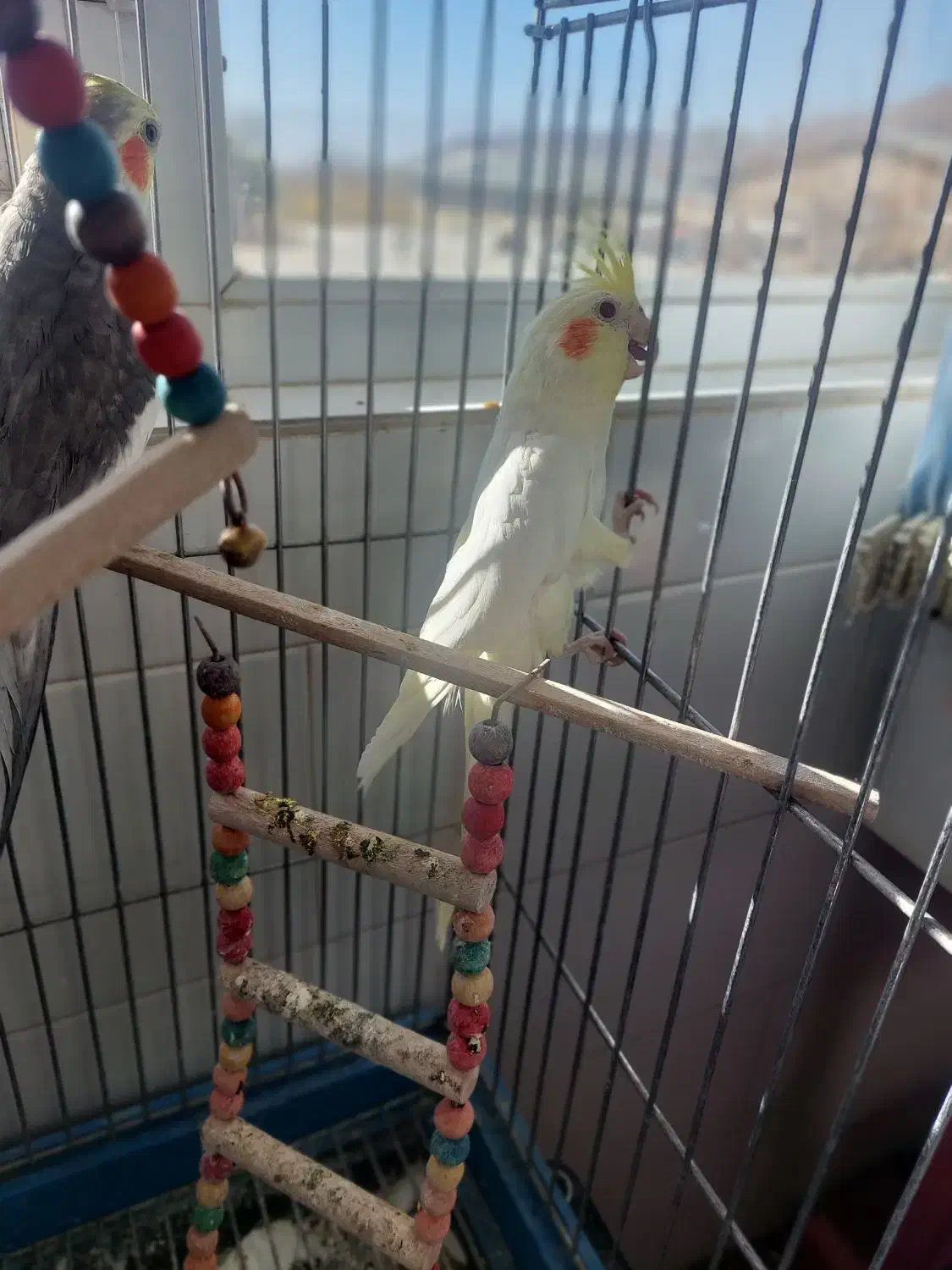 فروش ۲ عدد عروس هلندی نر|پرنده|سمیرم, |دیوار