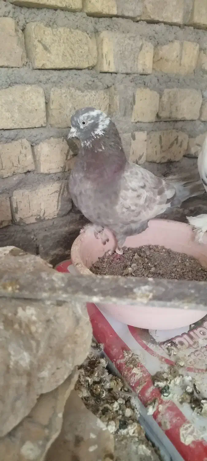 کبوتر|پرنده|حمیدیا, |دیوار