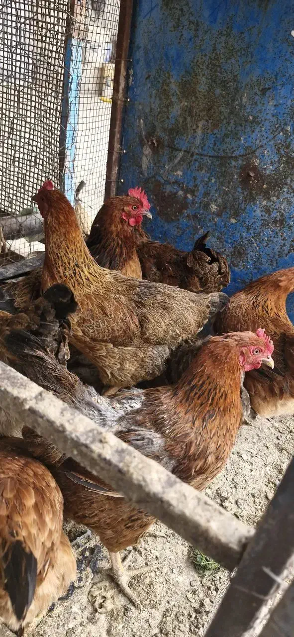 مرغ جوان تخم گذار|حیوانات مزرعه|کنگاور, |دیوار