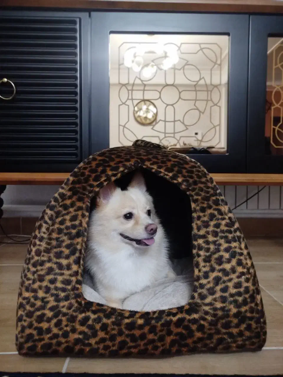 پامر|سگ|تبریز, |دیوار