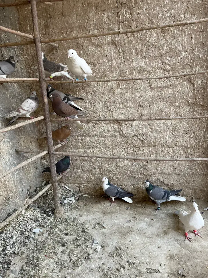 کبوتر رنگی|پرنده|قم, چهار مردان|دیوار