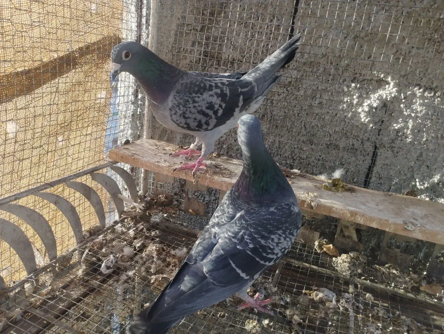 جفت گربه ای|پرنده|جهرم, |دیوار