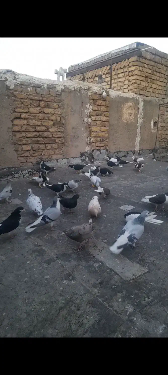 کبوتر رنگی اس اس حدود ۴۰ عدد|پرنده|تاکستان, |دیوار