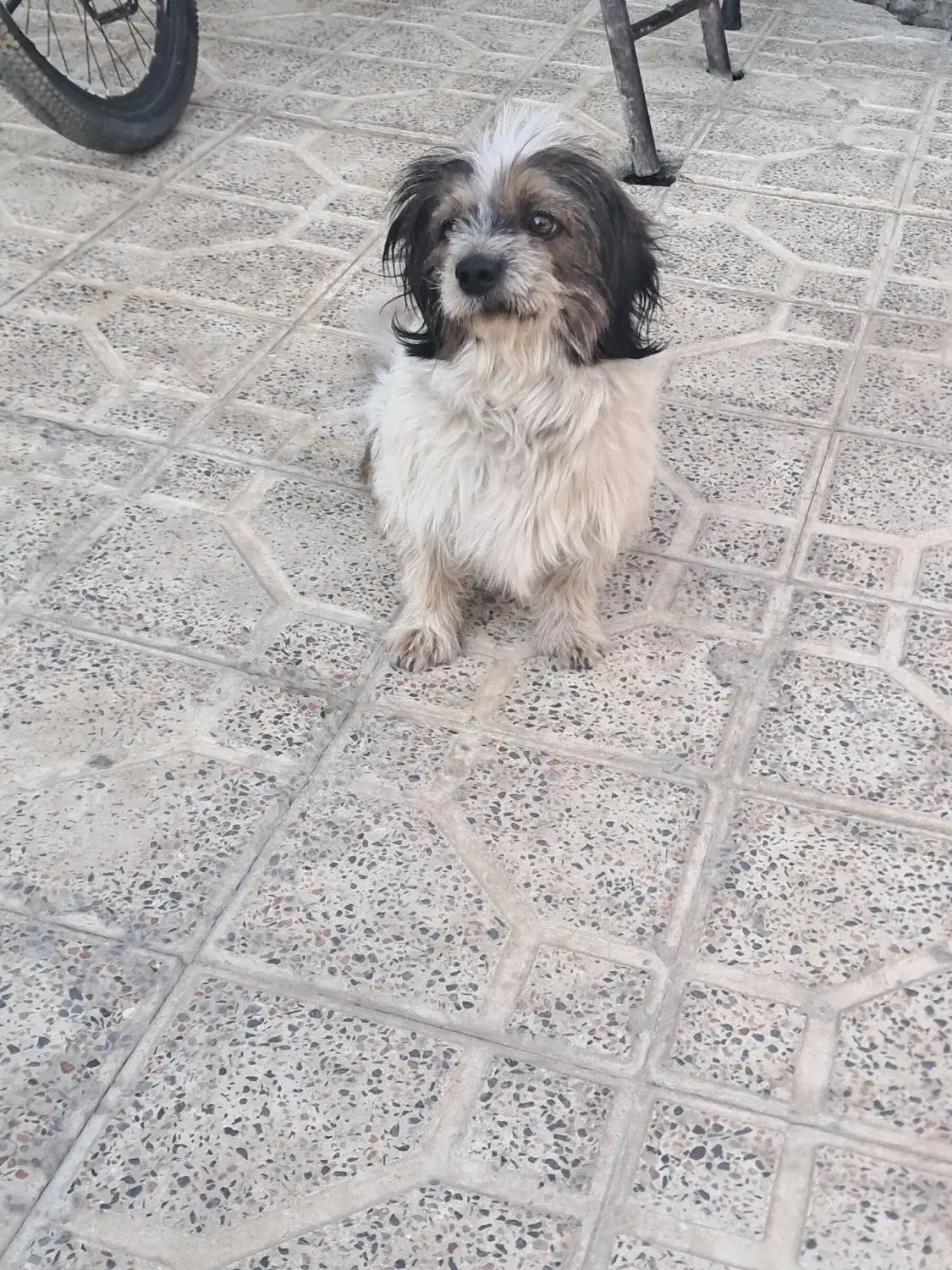 سگ خانگی بازیگوش|سگ|سنقر, |دیوار