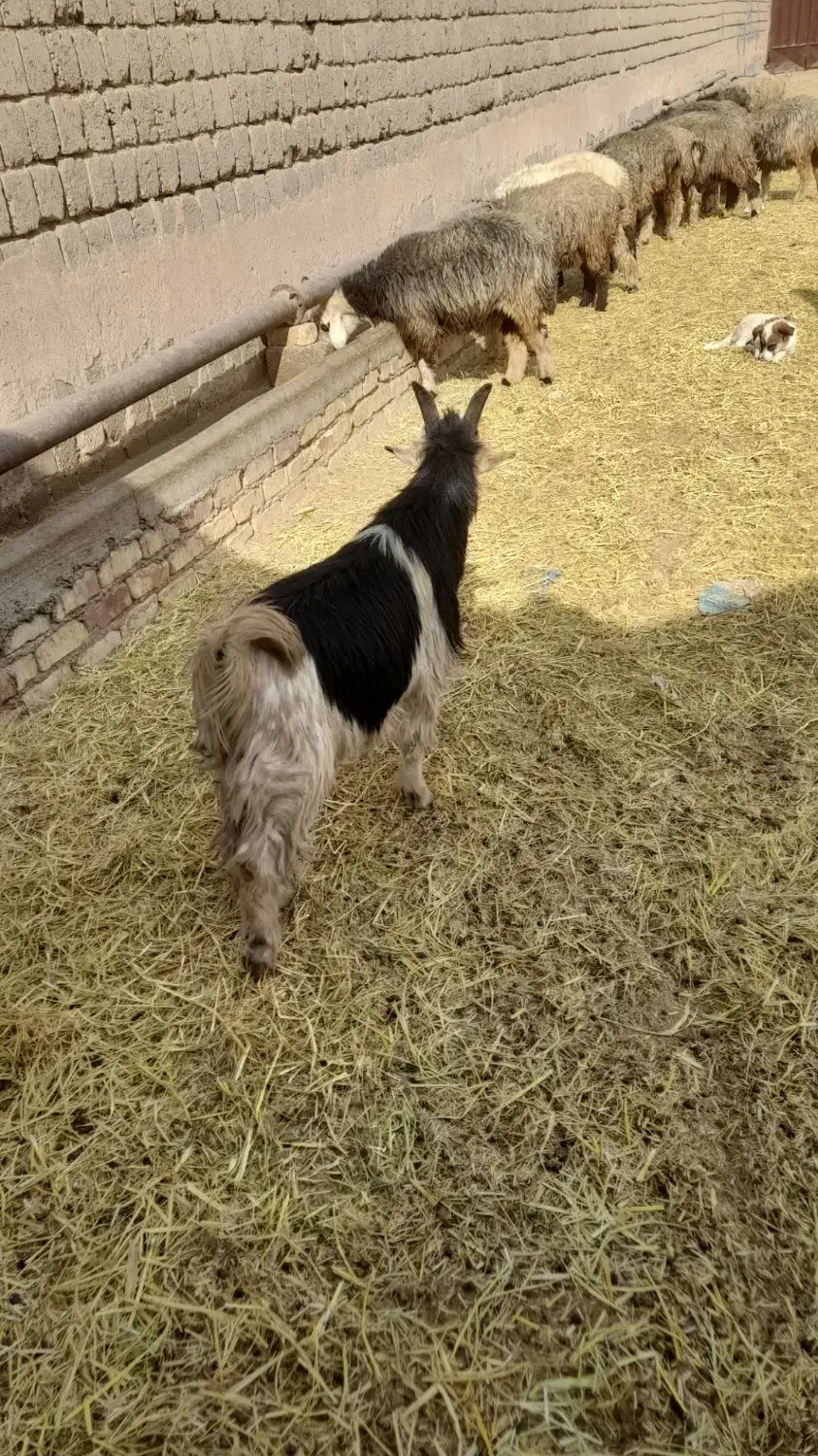 یه رس بیگ تخمی|حیوانات مزرعه|فولادشهر, فولادشهر|دیوار