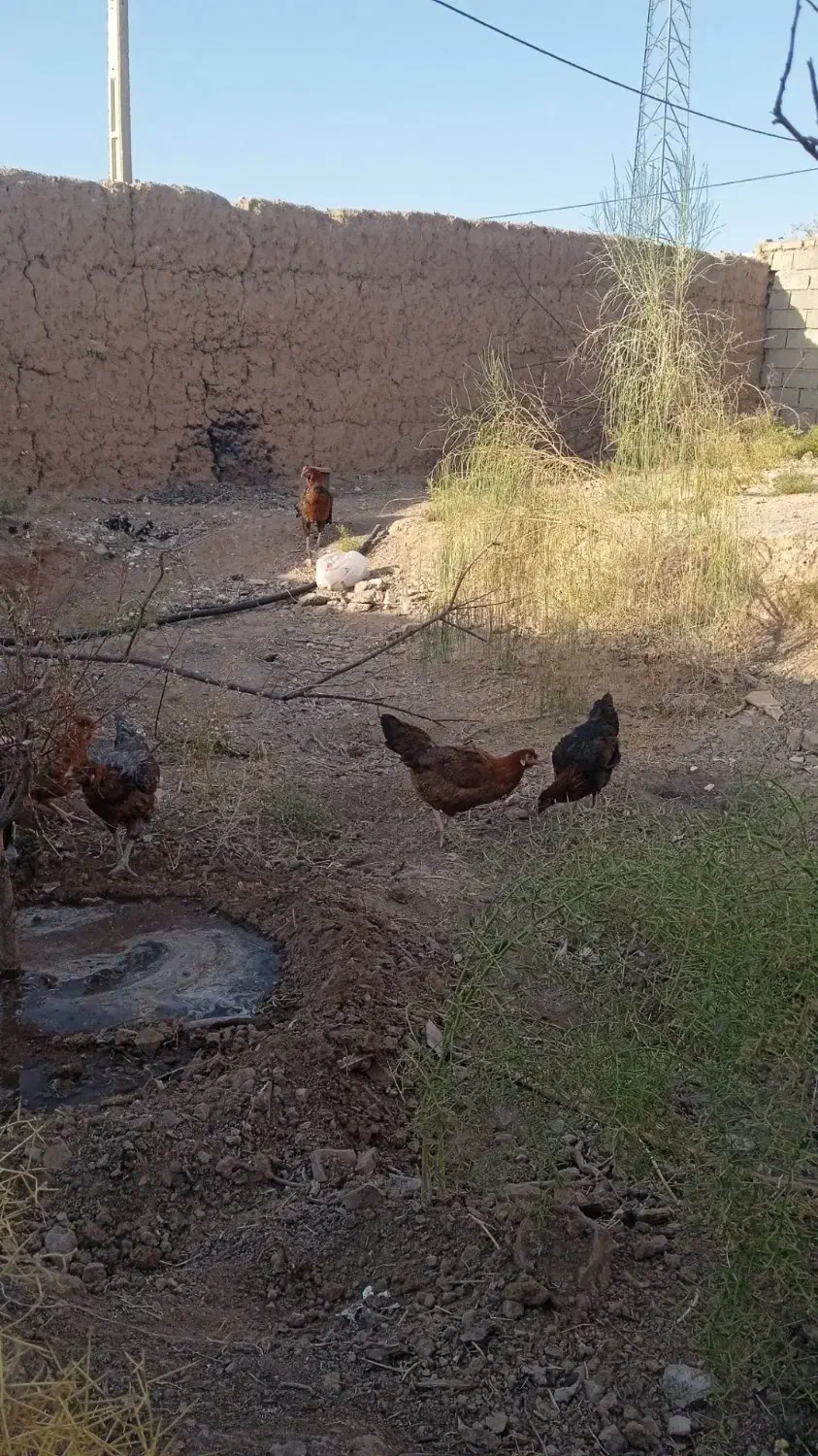 مرغ محلی و لاری|حیوانات مزرعه|خواف, |دیوار