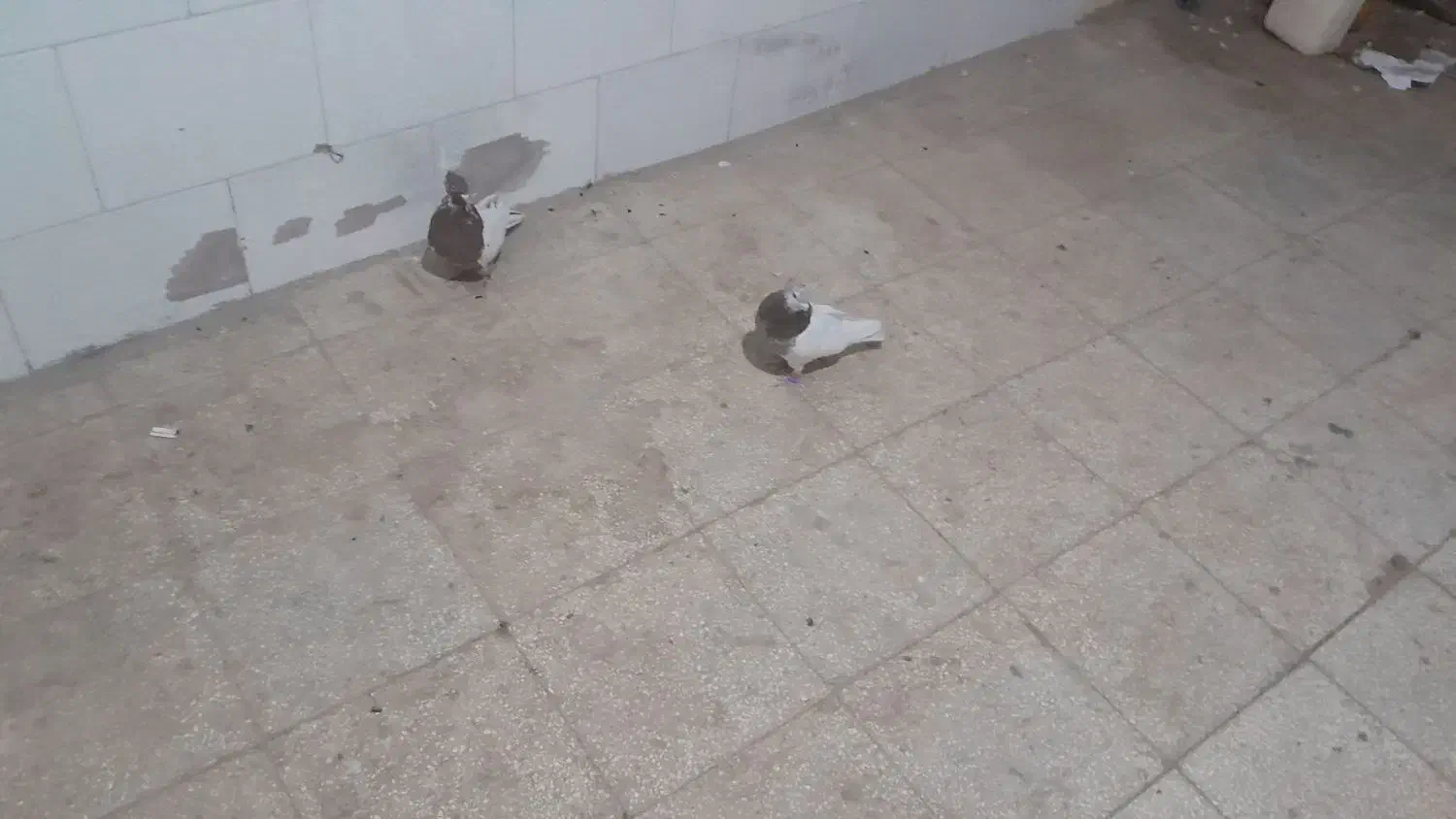 کفتر دورگ رنگی|پرنده|مشکان, |دیوار