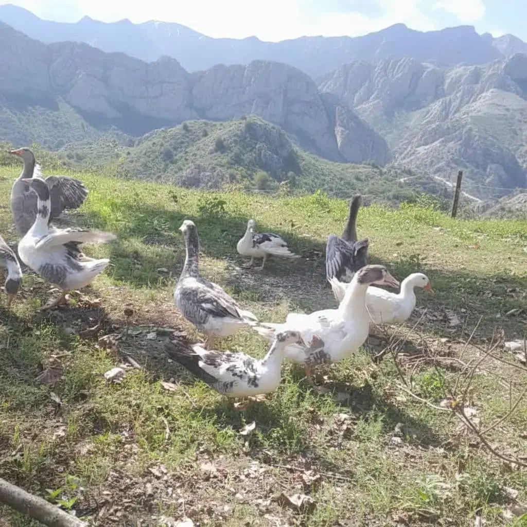 فروش غاز محلی|حیوانات مزرعه|بابکان, |دیوار