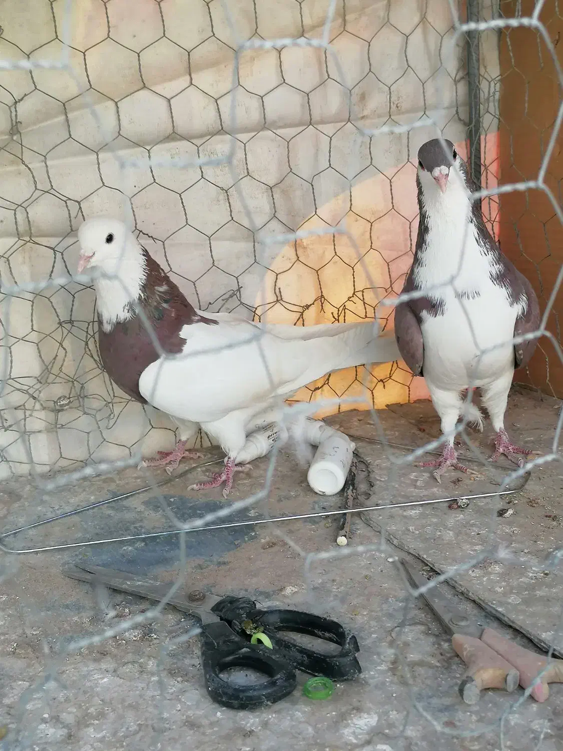 کفتر|پرنده|زرند, |دیوار