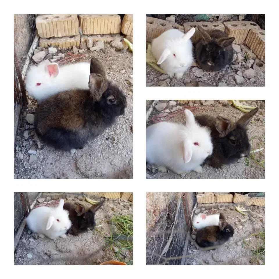 خرگوش|موش و خرگوش|شیراز, داریون|دیوار