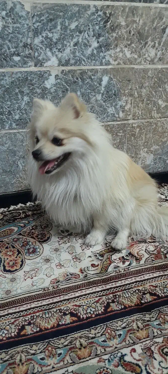 سگ پامر|سگ|نجف‌آباد, یزدانشهر|دیوار