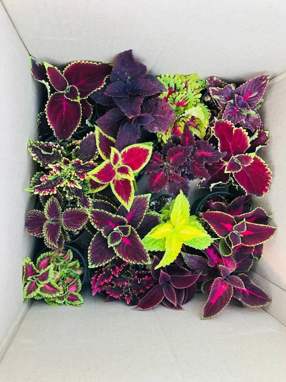 انواع گل|گل و گیاه طبیعی|مشهد, شهید علی محمدی|دیوار