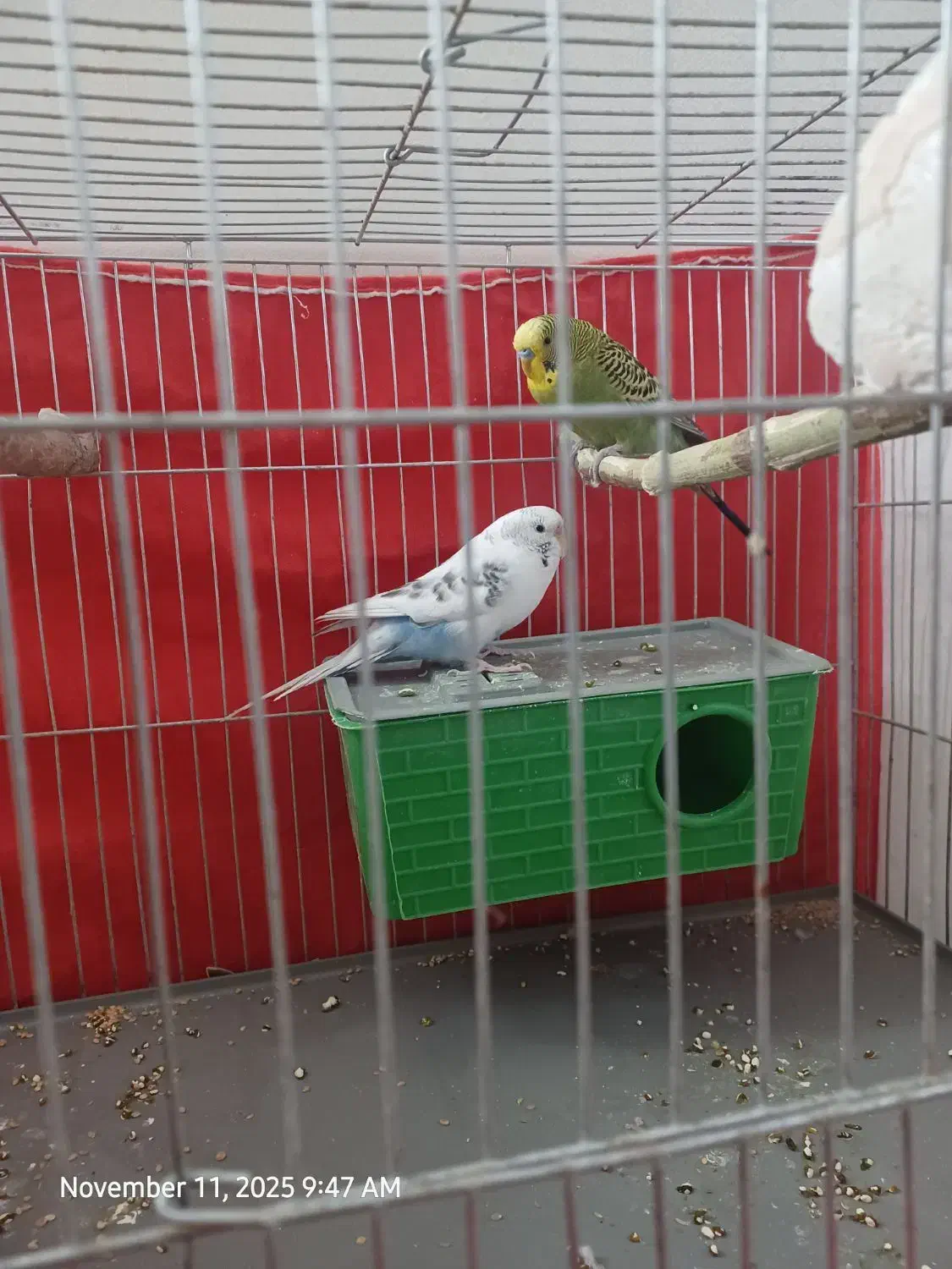 مرغ عشق زیبا|پرنده|قزوین, |دیوار