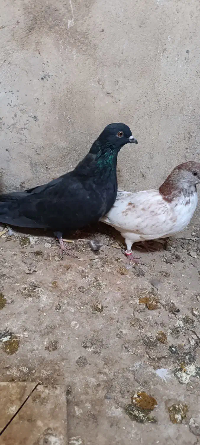 کبوتر تکپر گرفتنی|پرنده|گمیشان, |دیوار