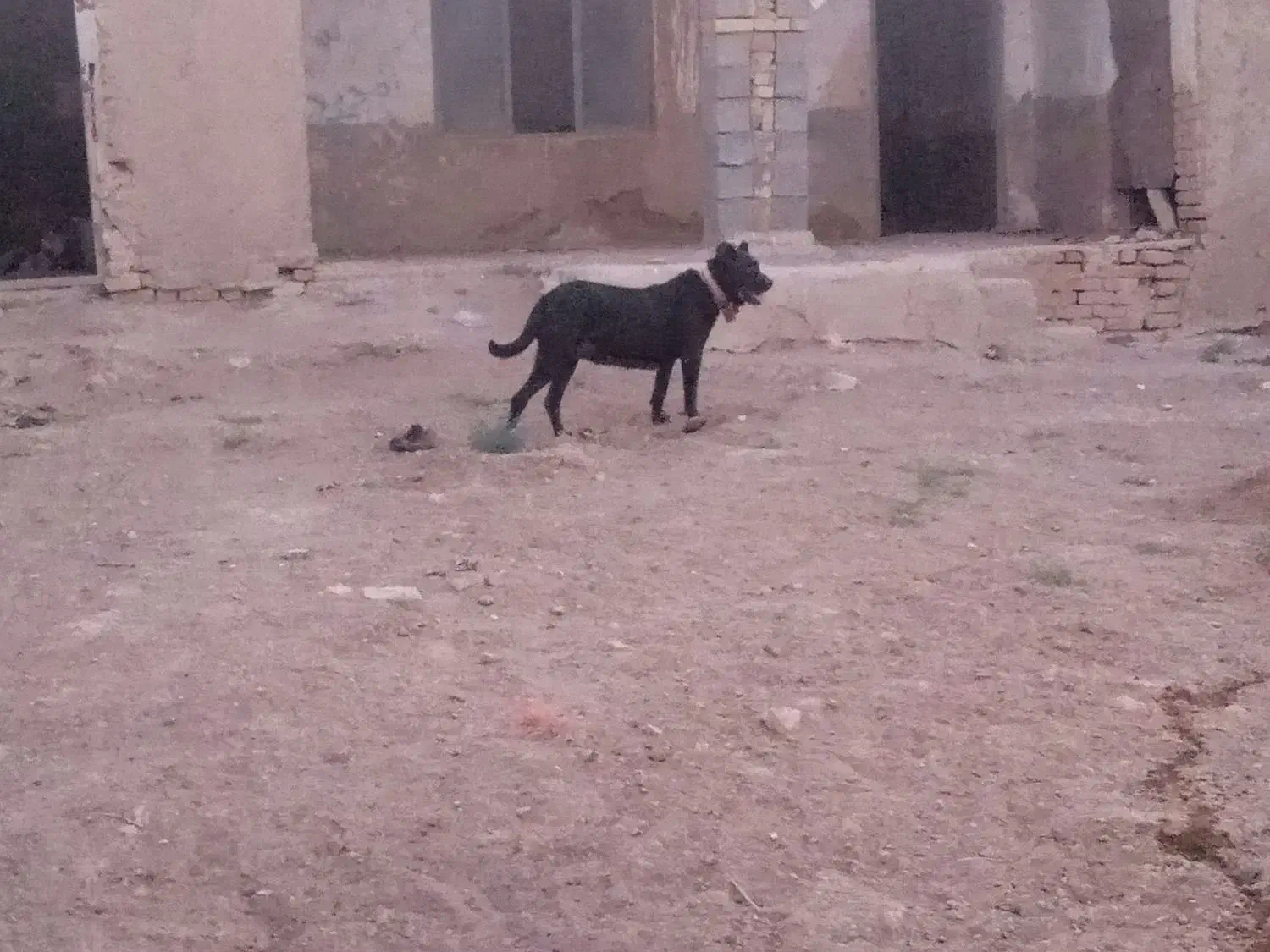 سگ سرابی|سگ|قزوین, |دیوار