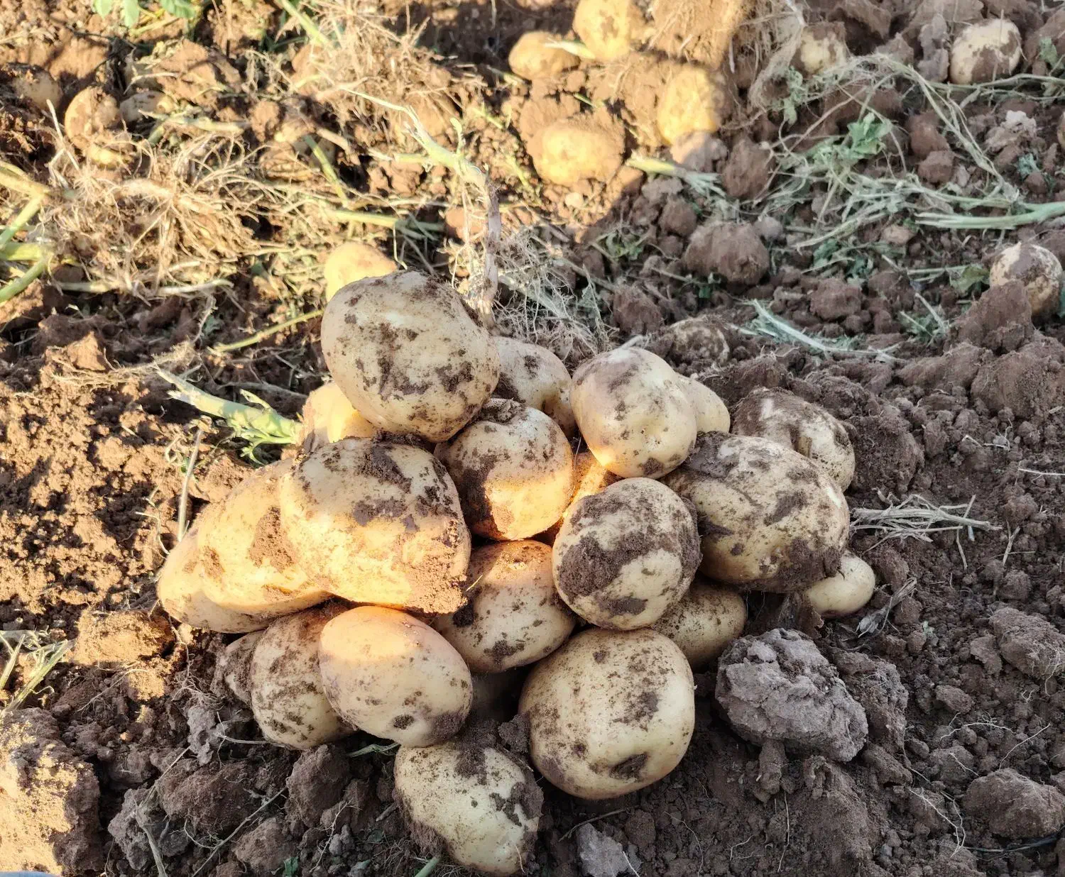 انبار دهگلان|اجارهٔ دفتر صنعتی، کشاورزی، تجاری|دهگلان, |دیوار