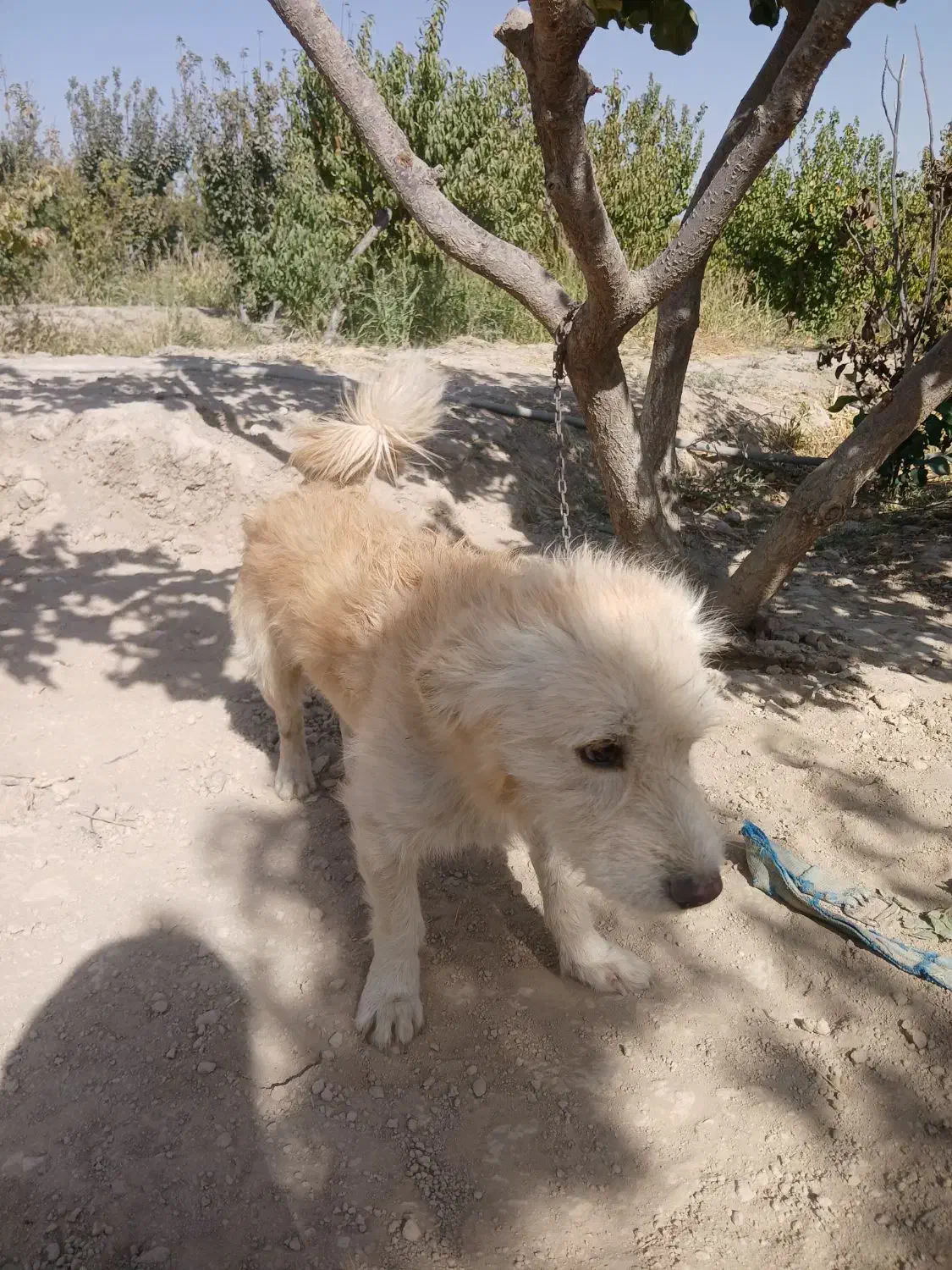 سگ پا کوتاه|سگ|رباطکریم, کیکاور|دیوار