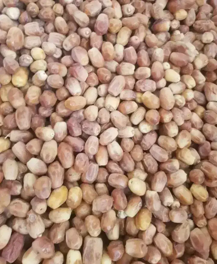 فروش قصب .زاهدی|خوردنی و آشامیدنی|فراشبند, |دیوار